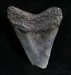 Bargain Megalodon Tooth - Peace River, FL #6076-1
